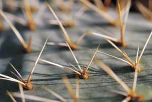 When you do alchemy, things shift, and for Suzanne, the energy at work shifted and the prickly team mate left.
