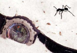 What feelings come up for you as you look at this image? What is the ant thinking? What is the watch feeling?