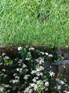 We actually see an upside down image – kind of like a sky of grass and a field of sky.