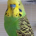 “Is that a budgie perched on our washing line?” “Is that a budgie perched on our washing line?”