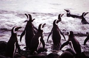 I danced about at the river’s edge, like a child playing in the waves, happy, laughing loudly enough to wake myself up from my dream. I danced about at the river’s edge, like a child playing in the waves, happy, laughing loudly enough to wake myself up from my dream.