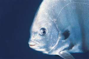 Bronwyn's dream: "Amazingly, as I do this it changes from a shark into a huge playful fish."