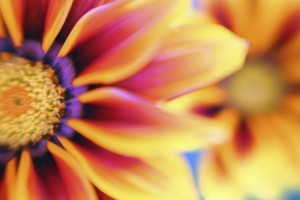 Dream interpretation results Kate’s news, episode 57