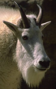 The goat and the cobweb