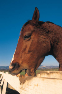 “Seven years without a heart,” the horse confided. Dolores was shocked.