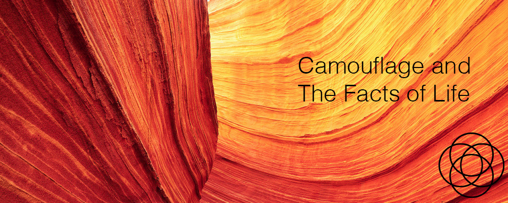 Camouflage and The Facts of Life Jane Teresa Anderson Dreams