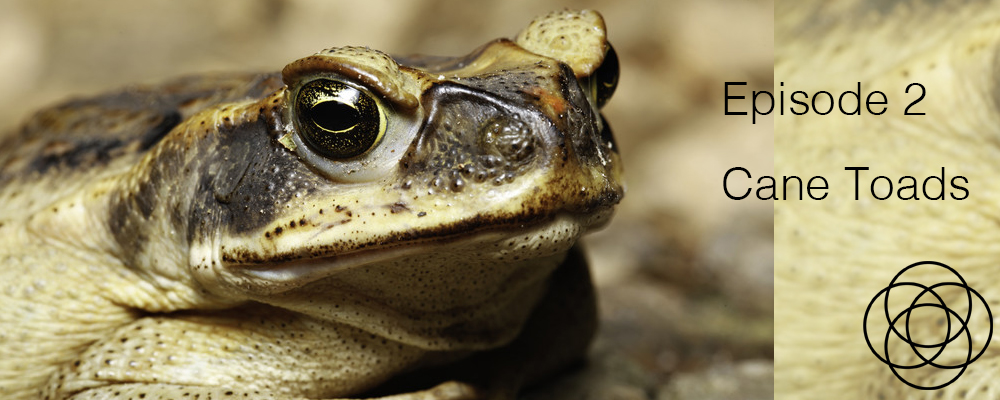 Episode 2 The Dream Show Jane Teresa Anderson