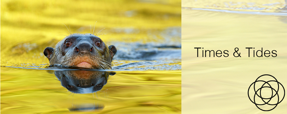 Times and Tides Jane Teresa Anderson