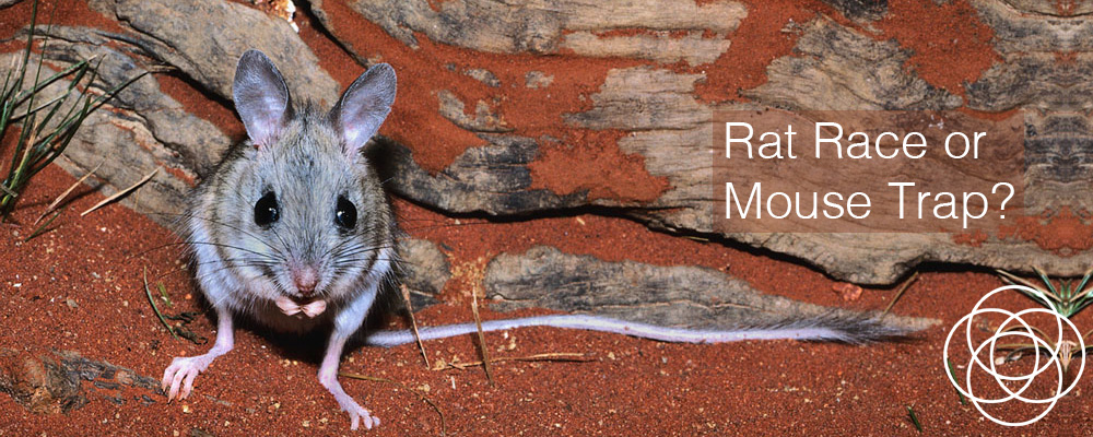 Rat Race or Mouse Trap Jane Teresa Anderson Dreams